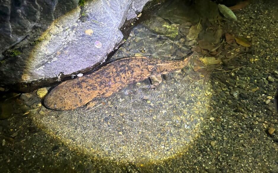 オオサンショウウオ交雑個体.jpg
