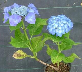 額咲き枝（左、野生型）から出現した手まり咲き枝（右、変異型）をもつ枝変わり変異株 （品種'ブルースカイ'）