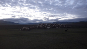 家路を急ぐヒツジとヤギ