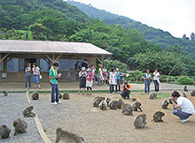 人間関係学科ニホンザルの観察実習写真